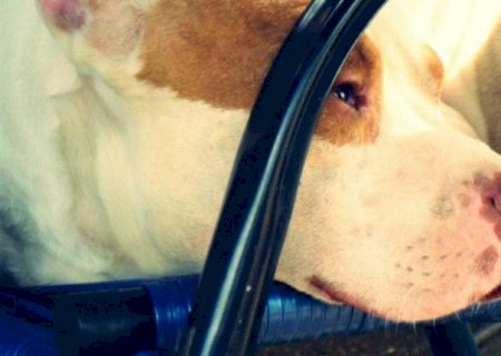 Sogra denuncia homem que invadiu casa e chutou cachorro até a morte