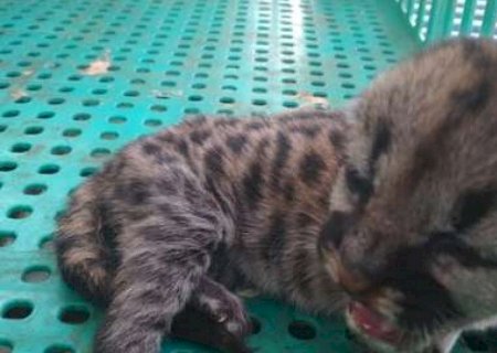 Funcionários de usina encontram filhote de onça em Vicentina