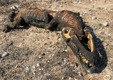 Queimada no Pantanal de MS já destruiu área equivalente à cidade do Rio de Janeiro