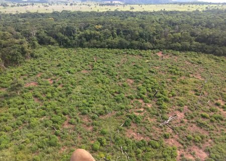 SENAD destrói plantações de maconha na fronteira com o Mato Grosso do Sul