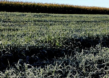 Chuva e queda da temperatura preocupam produtores