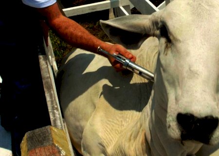 Produtor rual, precisa registrar 
vacina contra febre aftosa no site da Iagro
