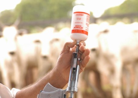 Vacinação contra febre aftosa tem índice vacinal superior 99,6% em novembro e atinge novo recorde