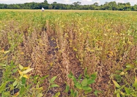 Governo federal reconhece situação de emergência em 33 municípios do MS devido à estiagem