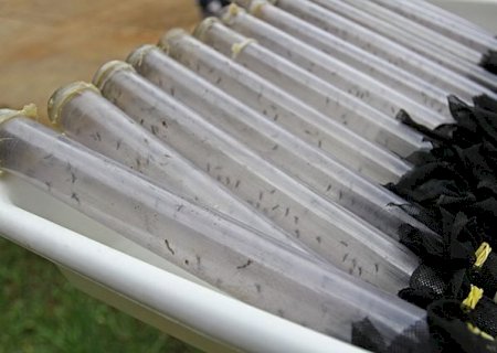 Trinta e dois milhões de mosquitos com Wolbachia já foram soltos em 33 bairros da Capital
