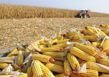 MS no Campo desta semana destaca empregos no campo e o calendário de vacinação da aftosa no Estado