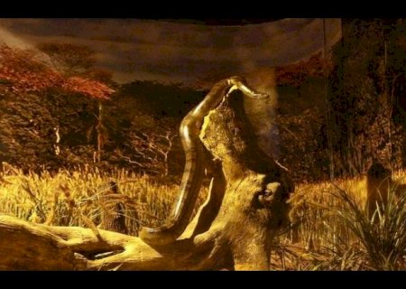 Bioparque abre votação para público escolher nome de sucuri paraense