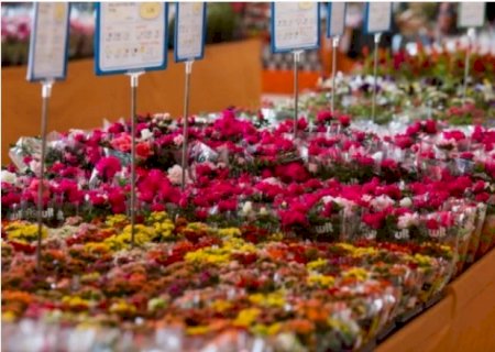 Floristas sugerem flor mais barata e deixam de trabalhar em Dia das Mães inflacionado