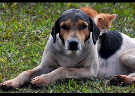 Feira de adoção terá 40 animais à espera de um lar neste sábado