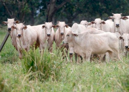 Conselho Estadual aprova medidas para distribuição de recursos do Fundo Constitucional de Financiamento do Centro-Oeste (FCO)
