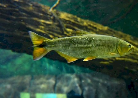 Reprodução de peixes no Bioparque Pantanal poderá repovoar rios no futuro