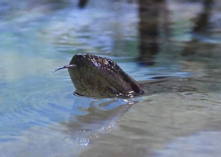 Disputa acirrada chega ao fim e sucuri do Bioparque Pantanal será batizada de Gaby