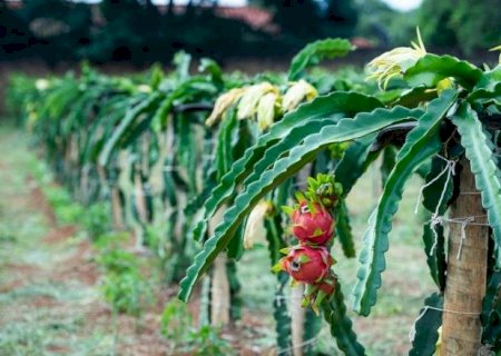 Em 2022, produção de pitaia aumenta 27,17% em Mato Grosso do Sul