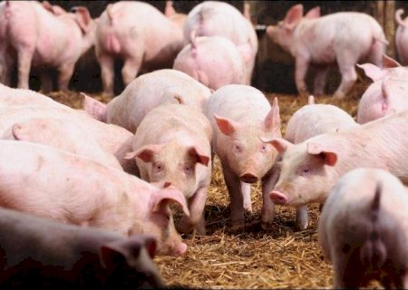 Status de área livre de febre aftosa também é positivo para a suinocultura