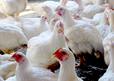Preço do frango sobre 24,51% no primeiro trimestre de 2022, aponta Famasul
