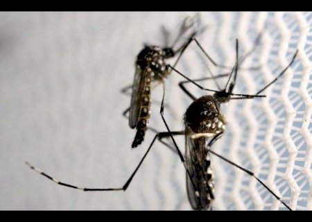 Cepa da dengue mais disseminada no mundo é encontrada no Brasil