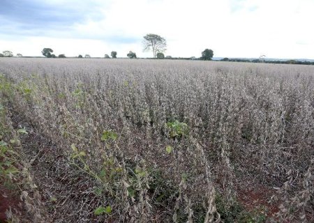 Mato Grosso do Sul exporta US$ 2.53 bilhões no primeiro quadrimestre de 2022