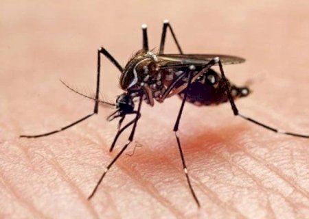 Número de mortos pela dengue sobe para oito em Mato Grosso do Sul