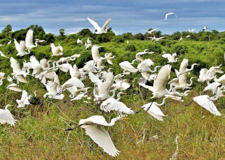 ‘Os limites do Pantanal’ é tema do encontro entre o turismo com a musicalidade de MS  no Fórum Panrotas