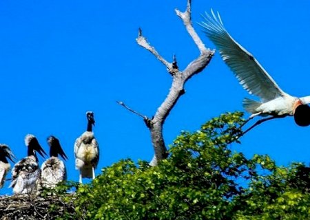 MS comemora o Dia Mundial do Meio Ambiente em meio a uma revolução na sustentabilidade