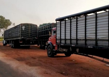 Está suspensa a obrigatoriedade do uso do aplicativo de transporte de animais