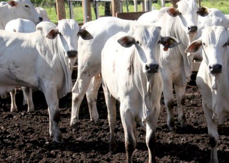 Transporte bovino, vazio sanitário e exportações são destaques no MS no Campo desta semana