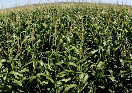 Produtores de Mato Grosso do Sul buscaram 16% mais crédito rural nesta safra