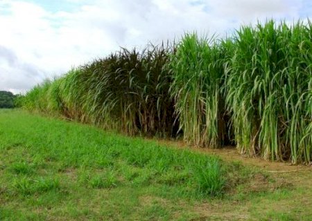 MS tem potencial para irrigar até 4 milhões de hectares de agricultura