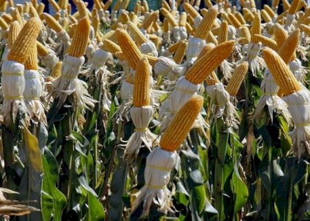 Mato Grosso do Sul deve ter safrinha recorde de milho com alta de 80,9% na produção, aponta IBGE