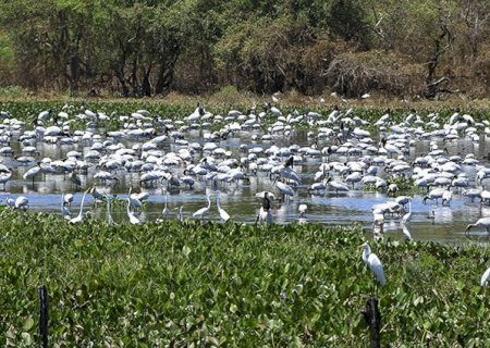 Governador lança programação em comemoração ao Dia Mundial do Meio Ambiente