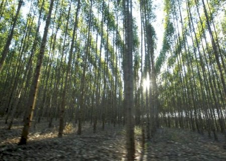 PROFLORESTA e investimentos em logística são destaques no MS no Campo desta semana