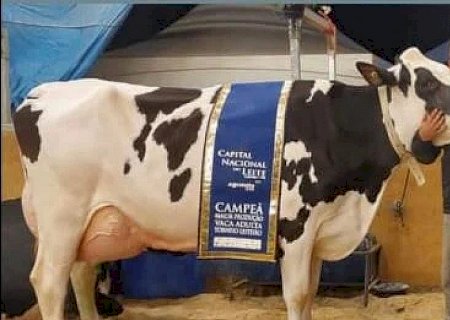 Conheça a vaca que produz mais de 100 litros de leite por dia