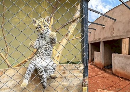 Primeiro hospital do mundo para animais silvestres será entregue em janeiro em MS