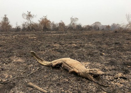 Fogo no Pantanal matou 17 milhões de animais e deu prejuízo de R$ 600 mi