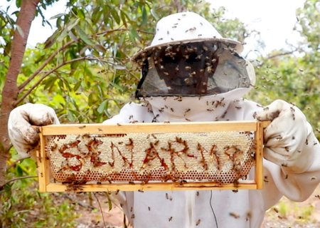 Com manejo correto e gerenciamento profissional, apicultor transforma produção de mel em Sidrolândia