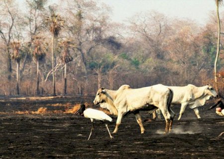 Castigado pelo aquecimento global, Pantanal tem mais temporada de seca
