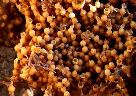MS poderá ampliar a produção de mel com regularização de cadastro de produtores