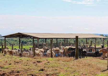 Embrapa participa da Expoagro com destaque aos sistemas de produção agropecuária