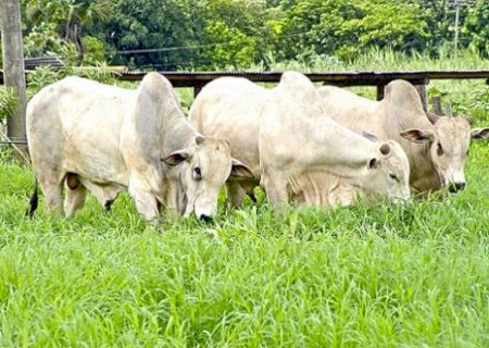 Dourados inicia a quinta-feira com redução nos preços da Carne Bovina