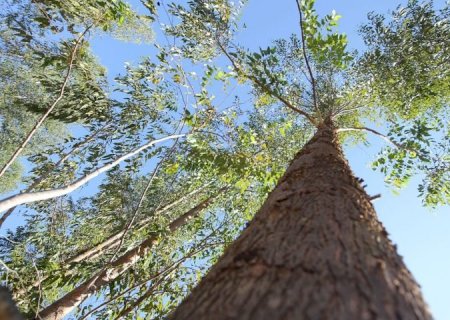 Pesquisa inédita revela que expansão de eucalipto pode ajudar MS alcançar a meta carbono neutro 2030