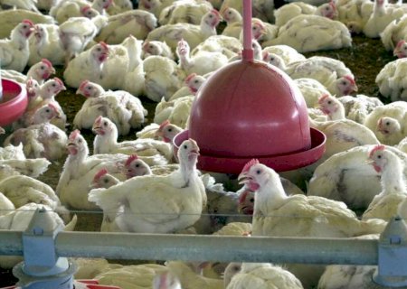 Produção de ovos em MS cresce 3,6% e abate de frangos cai 4,1%