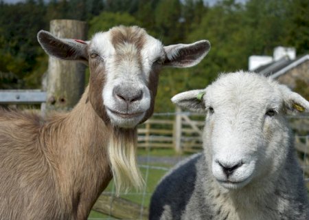 Brasil amplia exportação de material genético animal para o Paraguai