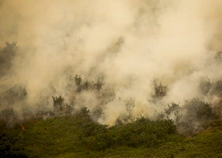 Fogo consumiu 411 mil hectares de vegetação no Pantanal em junho de 2024