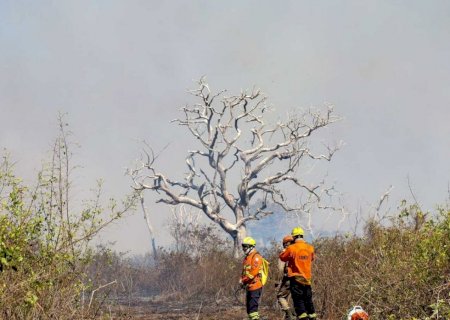 Incêndios já atingiram 566 mil hectares no Pantanal e 94 infrações foram emitidas