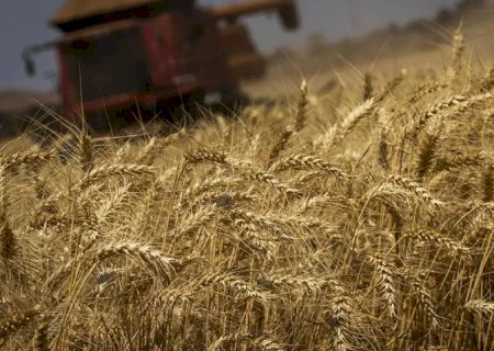 Produção de grãos terá crescimento recorde de 8,3%, prevê Conab