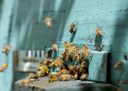 Criança sobrevive a ataque de abelhas após levar 1,1 mil picadas em Sidrolândia