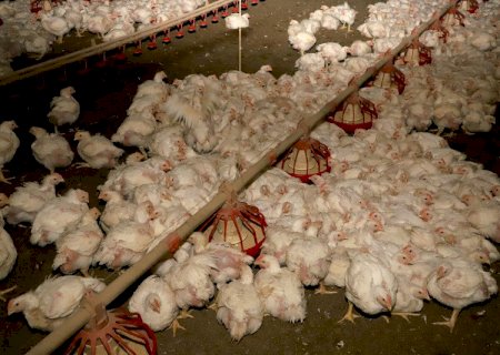 Produção de carne de frango deve crescer em 2025, mas terá que enfrentar desafios