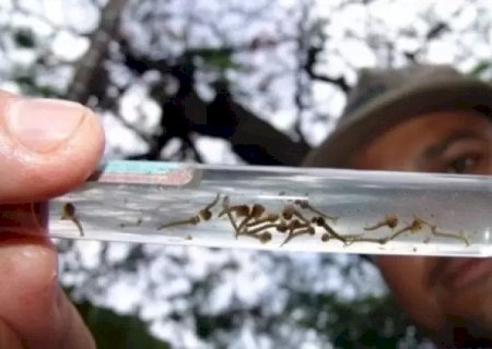 MS confirma a segunda morte por dengue em 2025
