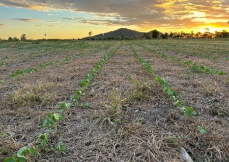 Campo experimental avalia sustentabilidade agrícola na Rota Bioceânica