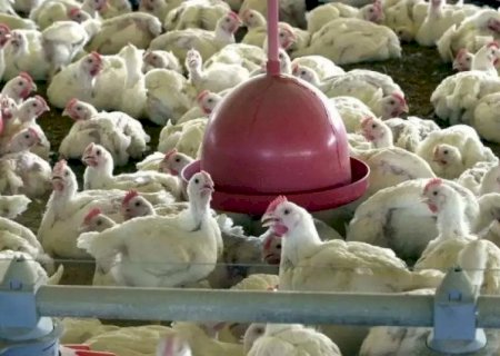 Avimasul afirma que suspensão de exportações de frango é pontual e destaca controle sanitário em MS